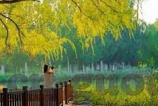 成人av麻豆-成人AV麻豆现象的社会镜鉴