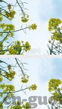 大象传媒安全吗-审视大象传媒，安全性的多维考量